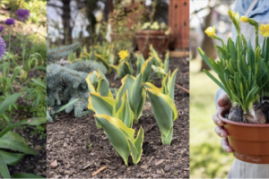 10 plantas que parecen hojas de tulipán